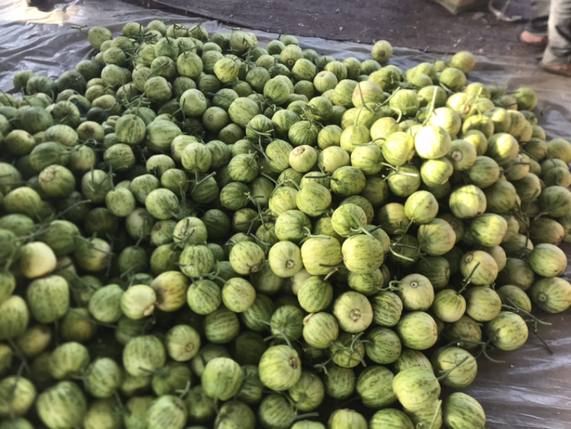 ‼️精品头茬博洋55火爆热销中‼️