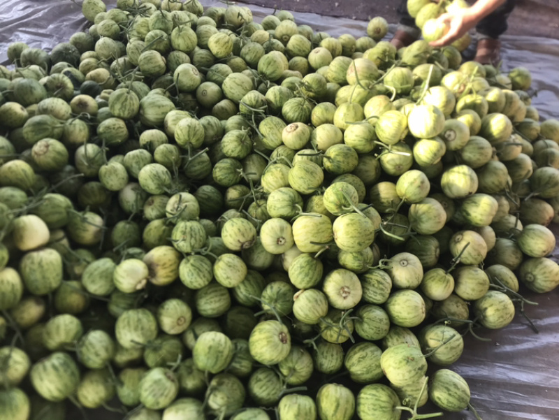 ‼️精品头茬博洋55火爆热销中‼️