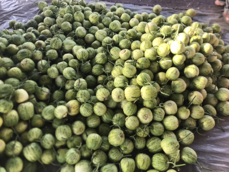 ‼️精品头茬博洋55火爆热销中‼️