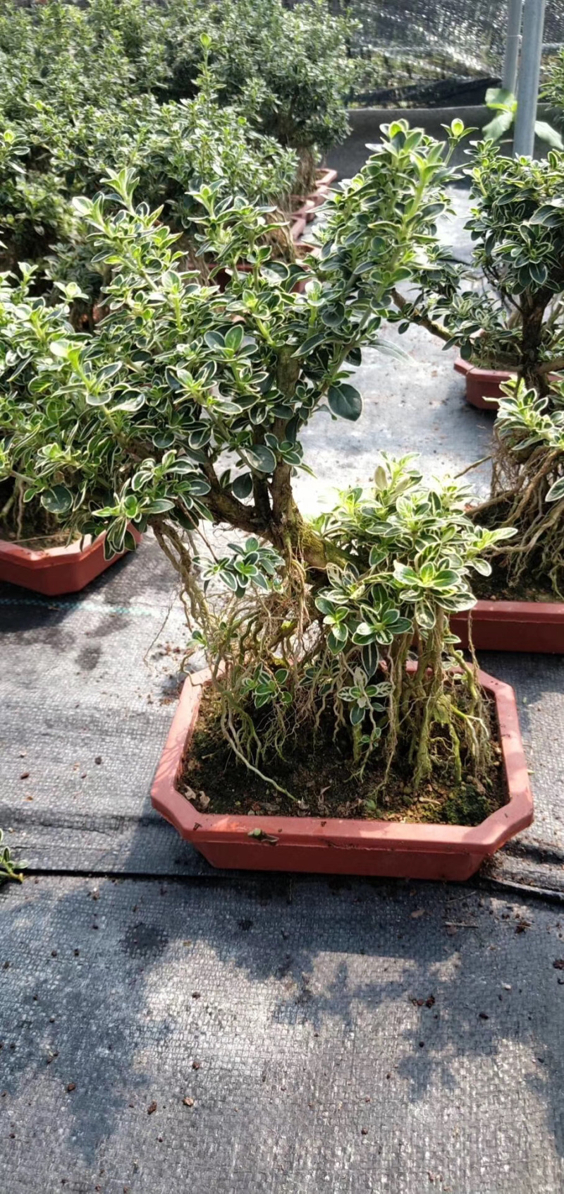 六月雪提根大小规格齐全带盆整箱批发常年供应
