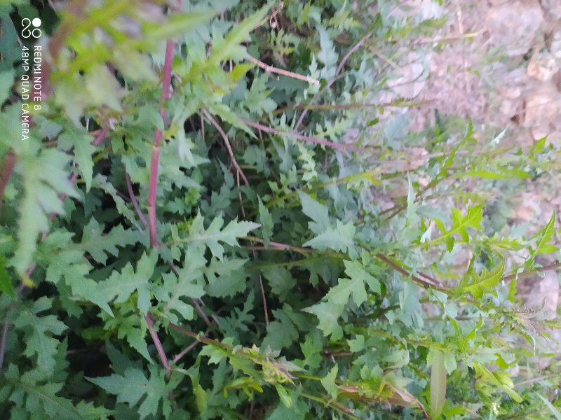 贵州毕节古夜郎大地野生药材千里光野生全草下单现采
