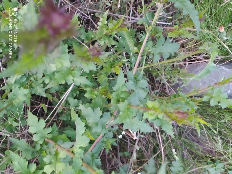 贵州毕节古夜郎大地野生药材千里光野生全草下单现采
