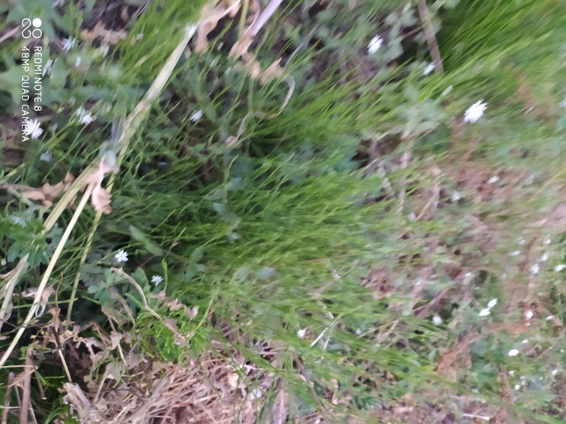 贵州毕节古夜郎大地野生药材笔杆草木贼草