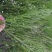 贵州毕节古夜郎大地野生药材笔杆草木贼草