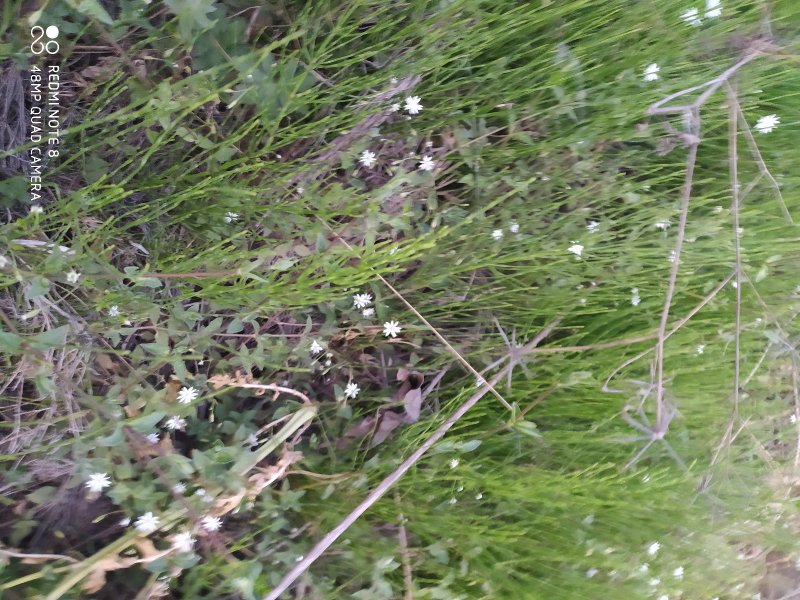 贵州毕节古夜郎大地野生药材笔杆草木贼草