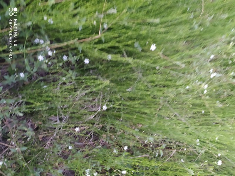 贵州毕节古夜郎大地野生药材笔杆草木贼草