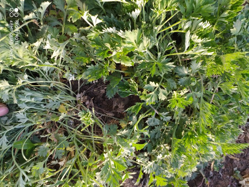 贵州毕节古夜郎大地野生药材小叶艾野艾小艾草