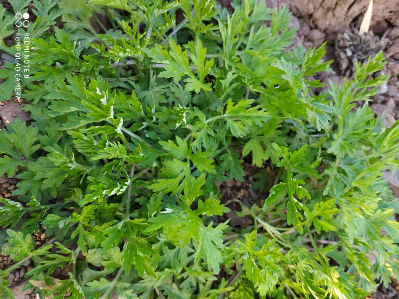 贵州毕节古夜郎大地野生药材小叶艾野艾小艾草