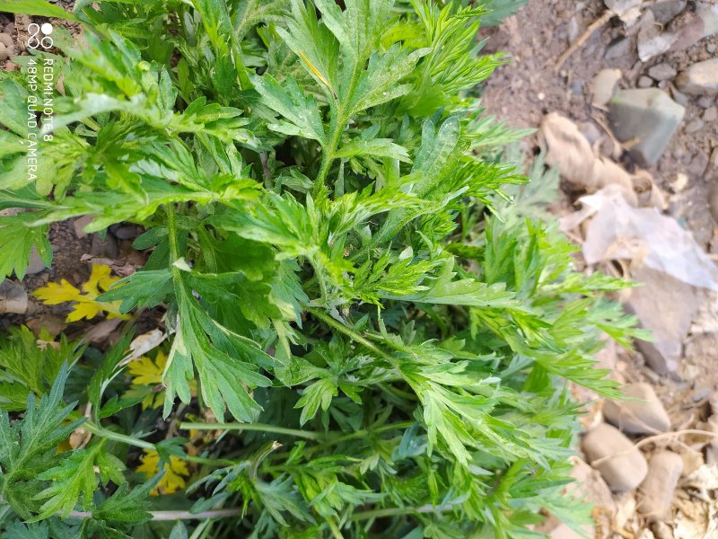 贵州毕节古夜郎大地野生药材小叶艾野艾小艾草
