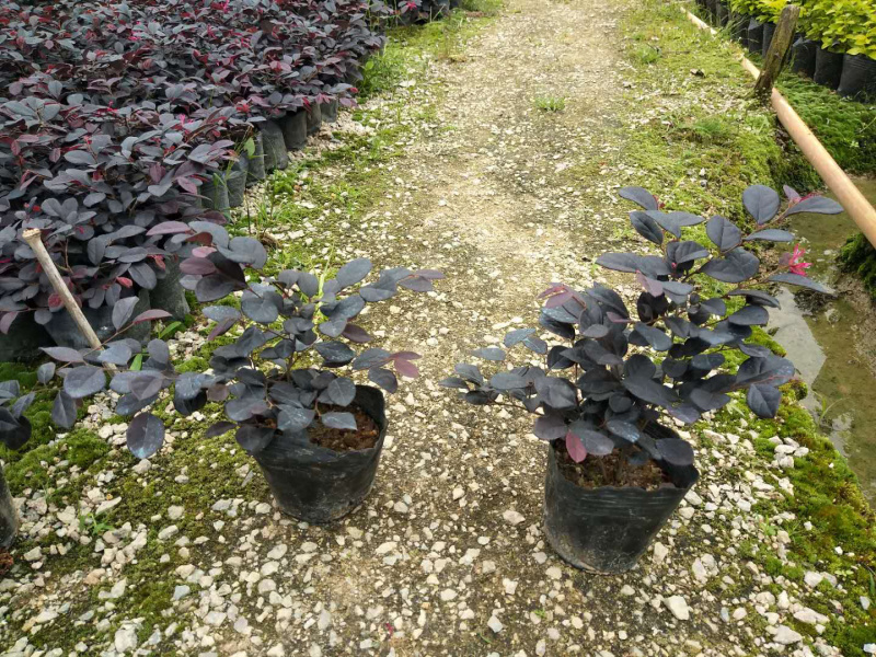 翠芦莉红继木鸭脚木黄金叶等各种地被