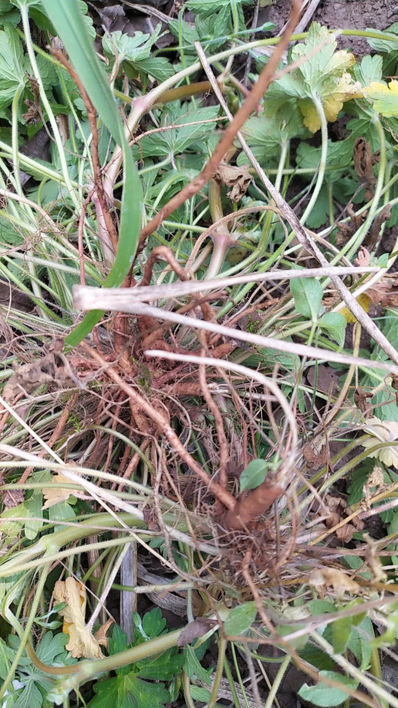 贵州毕节古夜郎大地野生药材老鹳草下单现采