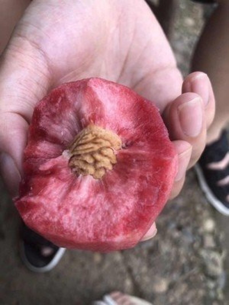 湖北血桃离核老树水蜜桃一件代发供应电商微商平台