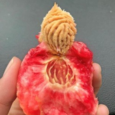 湖北血桃离核老树水蜜桃一件代发供应电商微商平台