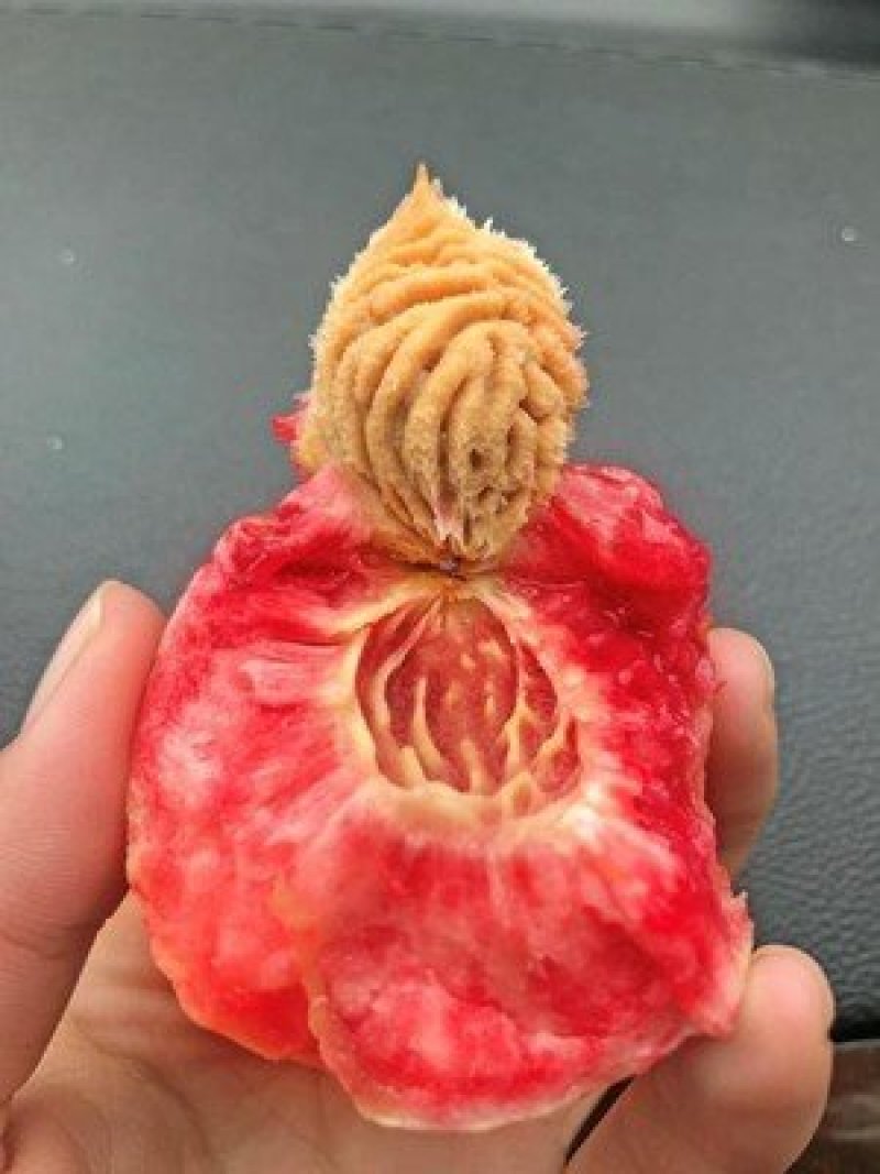 湖北血桃离核老树水蜜桃一件代发供应电商微商平台