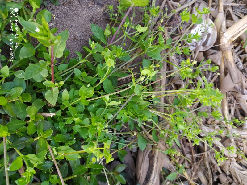 贵州毕节可乐乡古夜郎大山野生鹅肠菜野生全草下单现采现