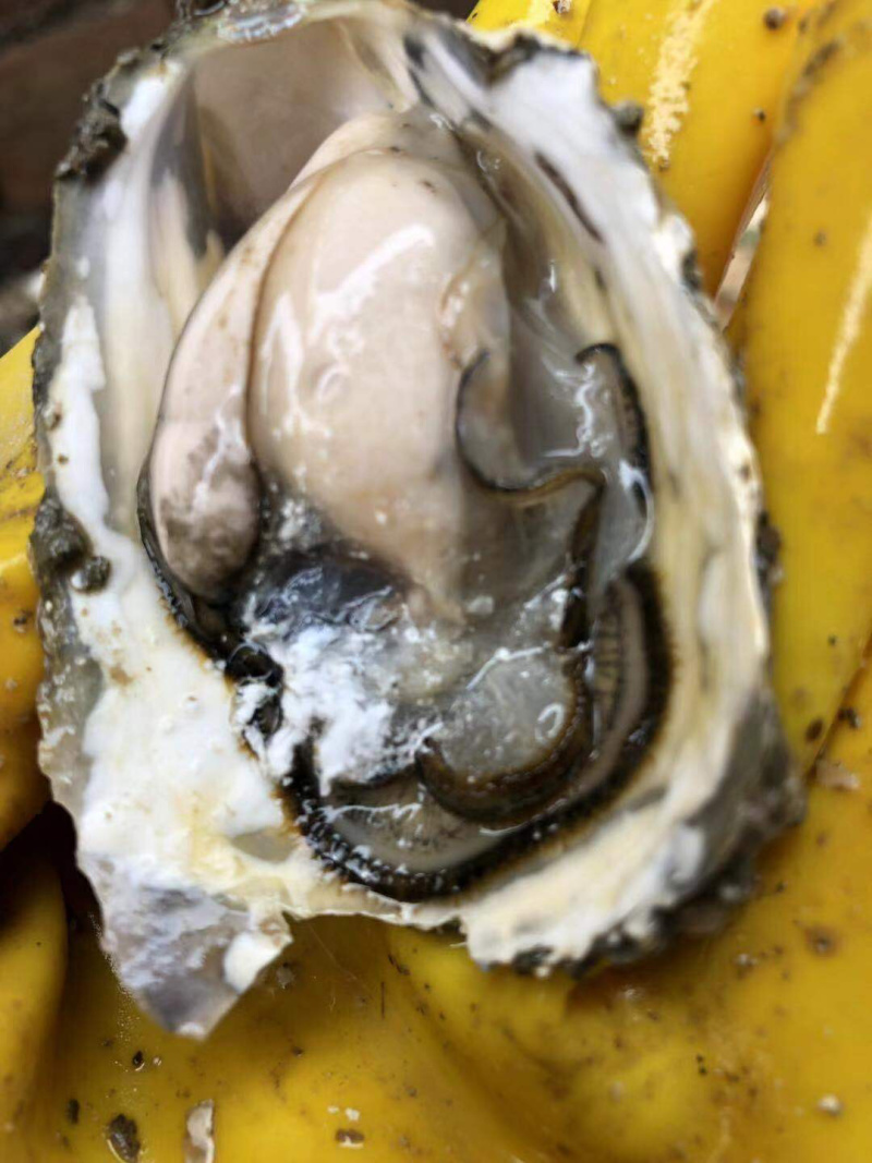 广东湛江生蚝乳山生蚝牡蛎肉海蛎子福建蚝台山蚝烧烤批发