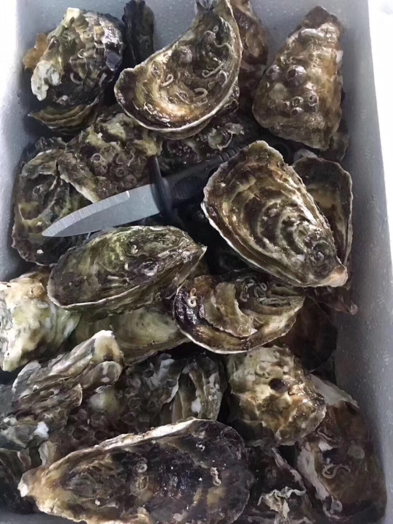 广东湛江生蚝乳山生蚝牡蛎肉海蛎子福建蚝台山蚝烧烤批发