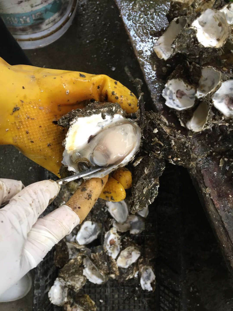 广东湛江生蚝乳山生蚝牡蛎肉海蛎子福建蚝台山蚝烧烤批发