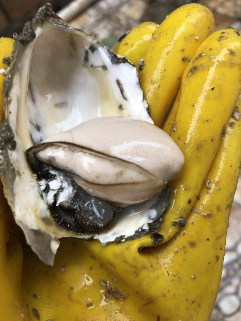 广东湛江生蚝乳山生蚝牡蛎肉海蛎子福建蚝台山蚝烧烤批发