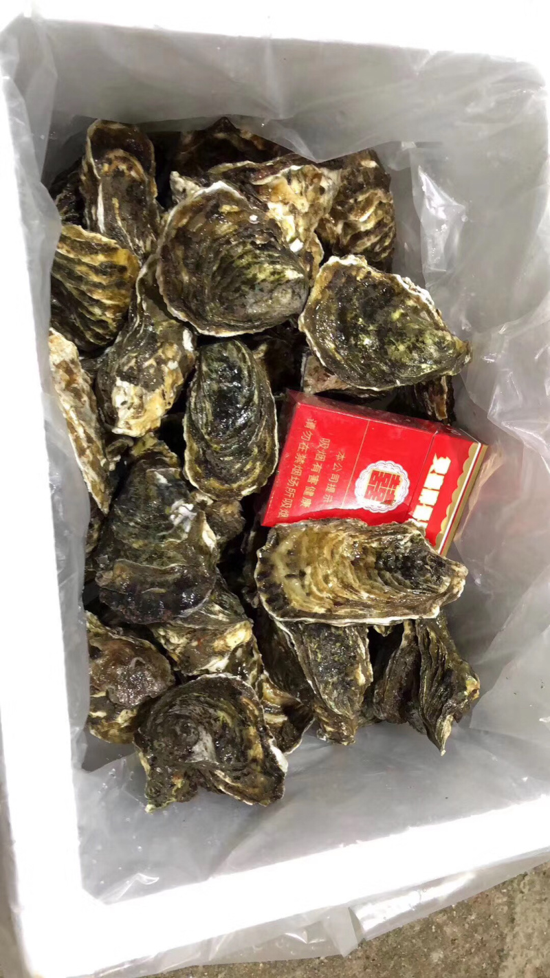 广东湛江生蚝乳山生蚝牡蛎肉海蛎子福建蚝台山蚝烧烤批发