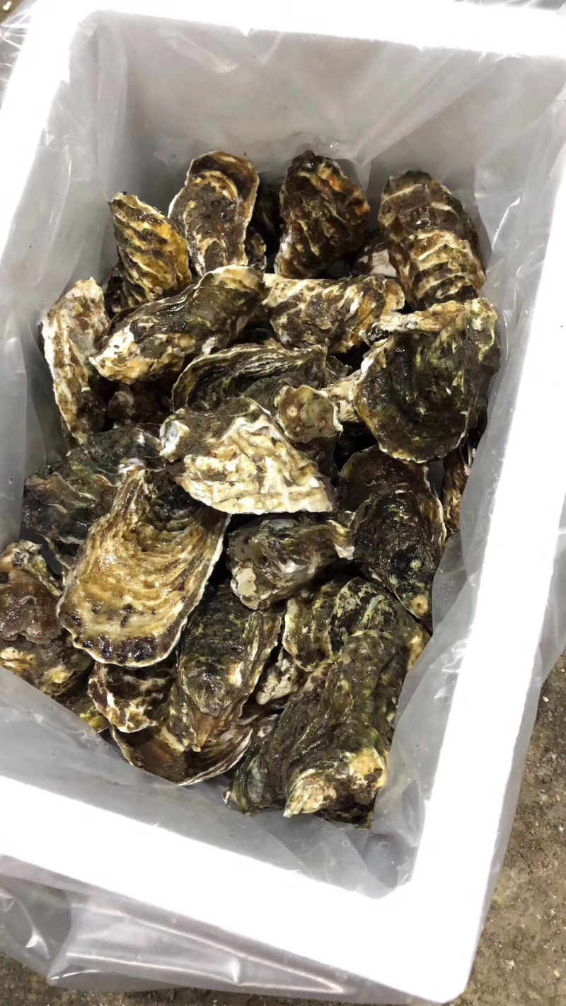广东湛江生蚝乳山生蚝牡蛎肉海蛎子福建蚝台山蚝烧烤批发