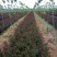 紫薇百日红分枝点1.2米左右河南邓州