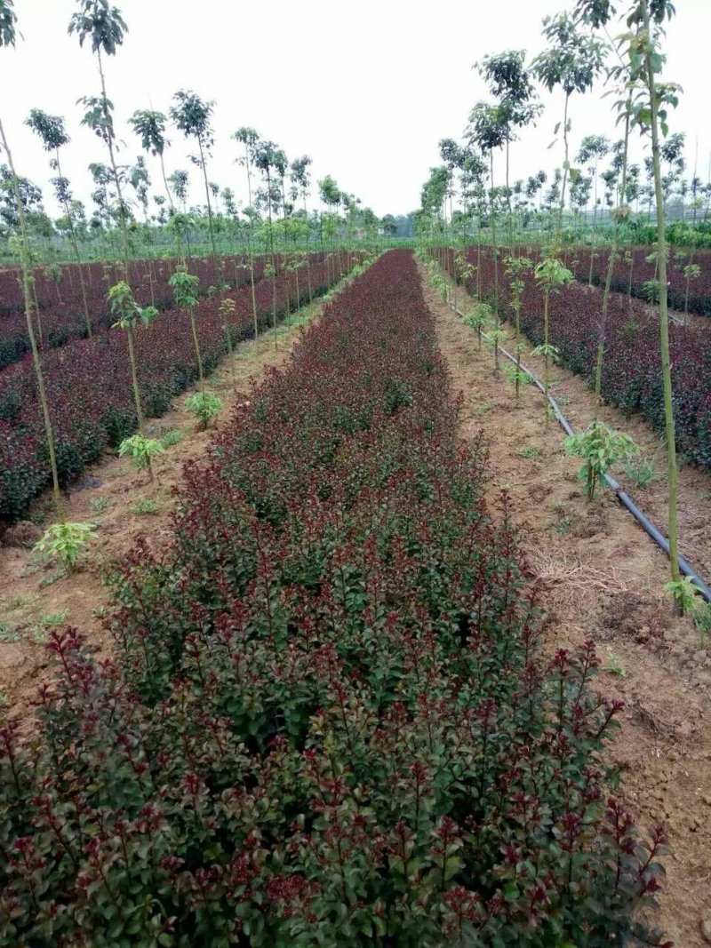 紫薇百日红分枝点1.2米左右河南邓州