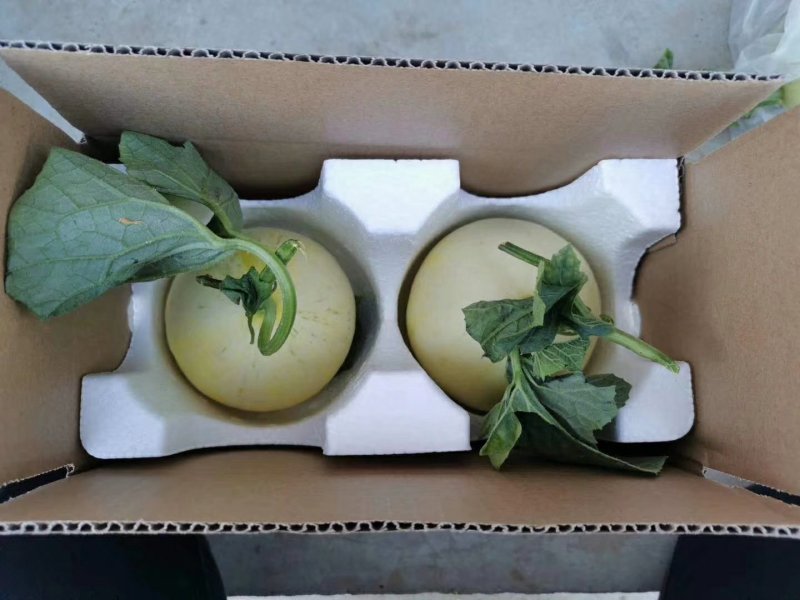 阎良甜瓜，产地直发，48小时内发货