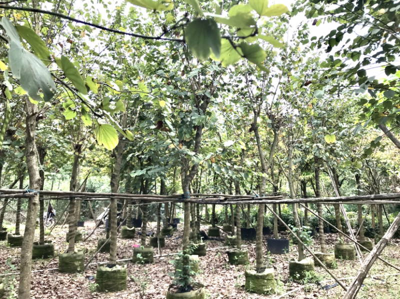 宫粉紫荆