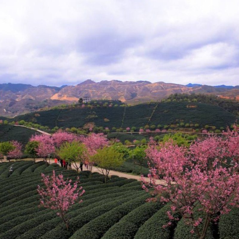 樱花树苗日本樱花嫁接苗地栽大苗植物产地直销批发