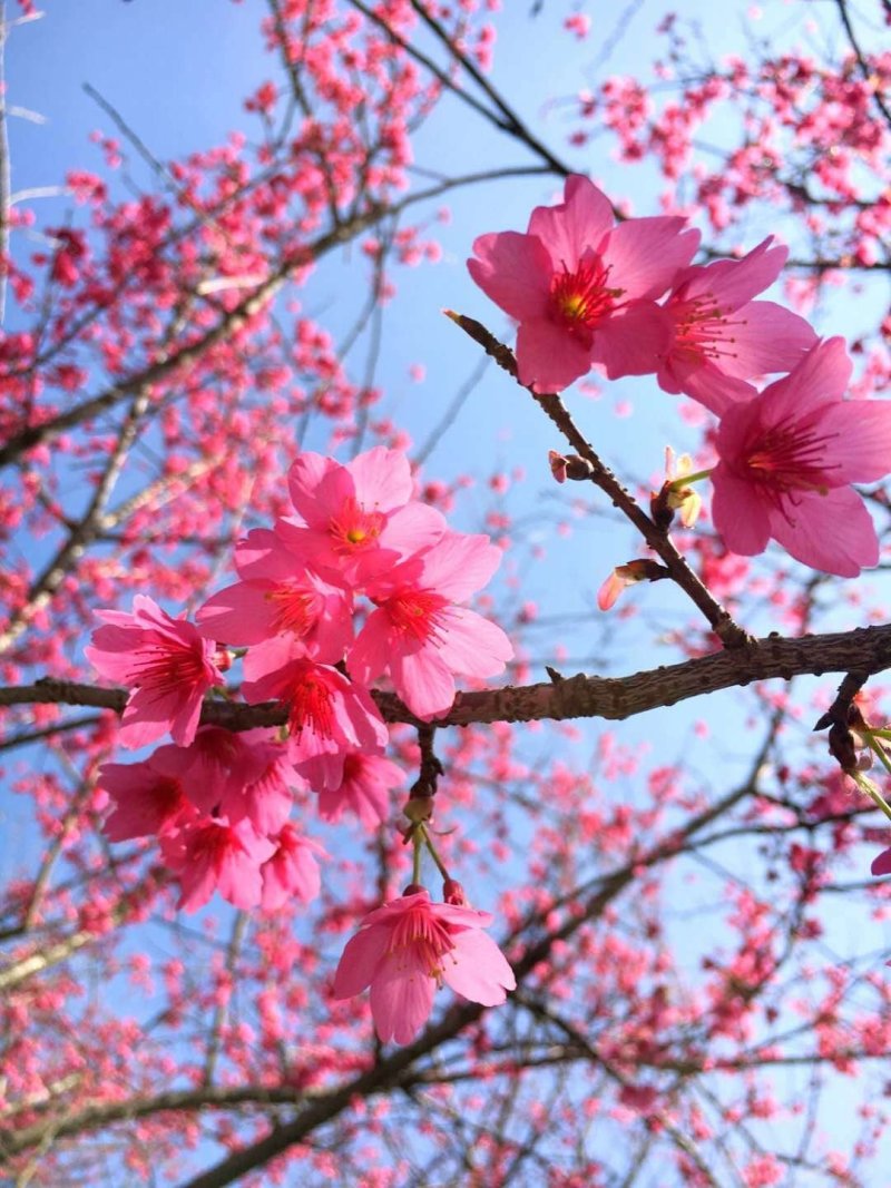 樱花树苗日本樱花嫁接苗地栽大苗植物产地直销批发