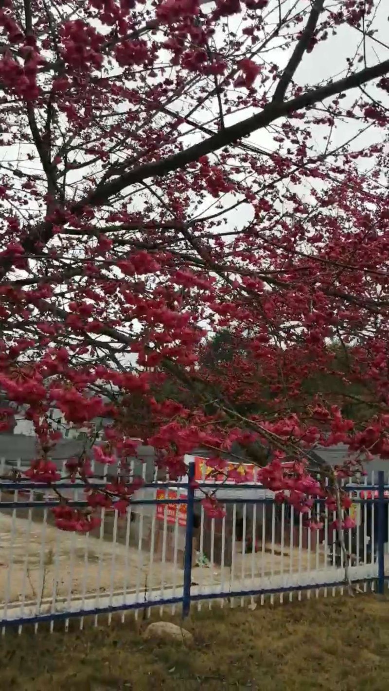 樱花树苗日本樱花嫁接苗地栽大苗植物产地直销批发