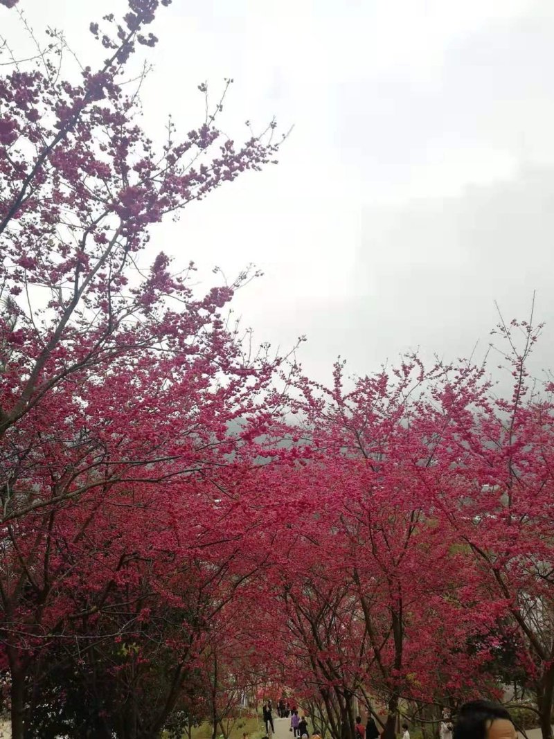 樱花树苗日本樱花嫁接苗地栽大苗植物产地直销批发