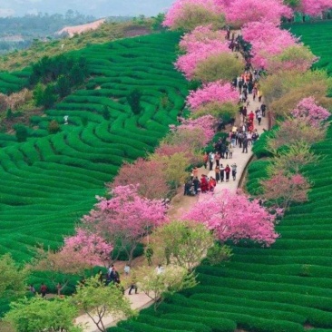 樱花树苗日本樱花嫁接苗地栽大苗植物产地直销批发