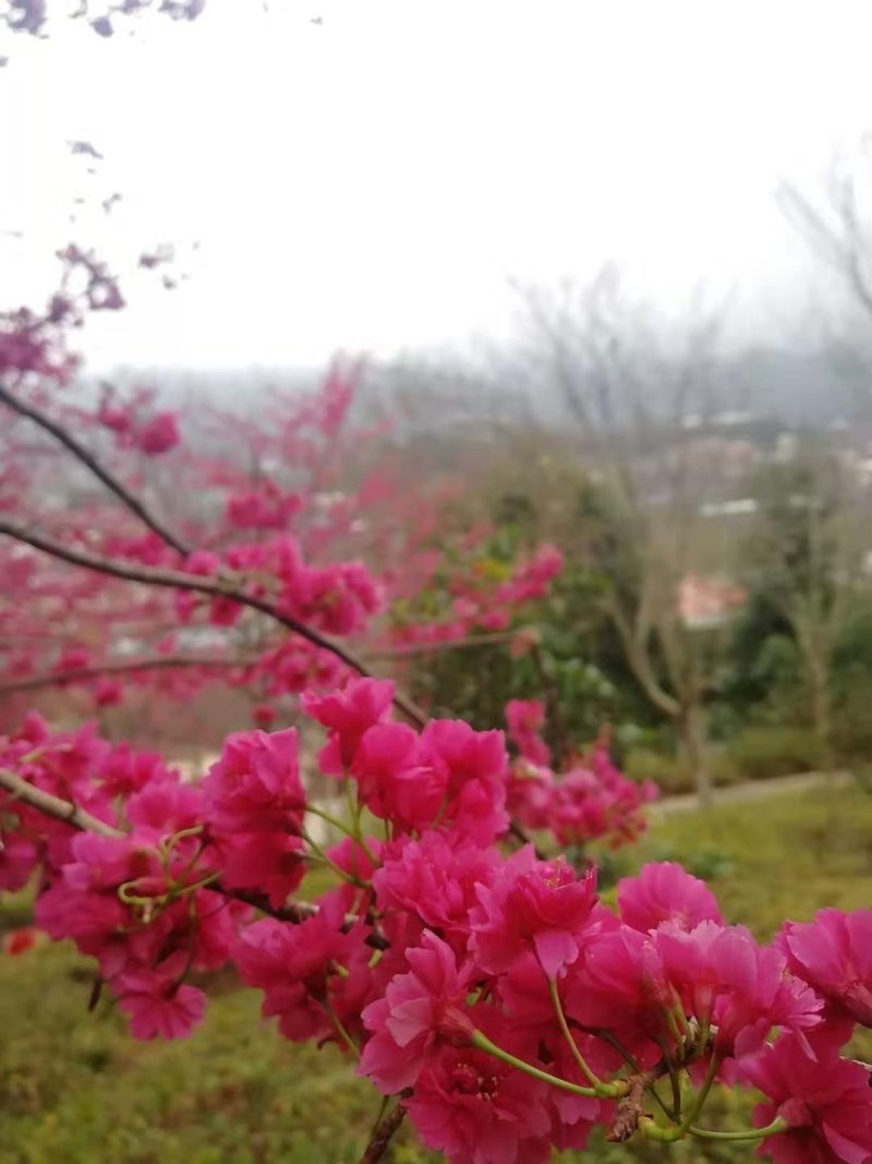 樱花树苗日本樱花嫁接苗地栽大苗植物产地直销批发