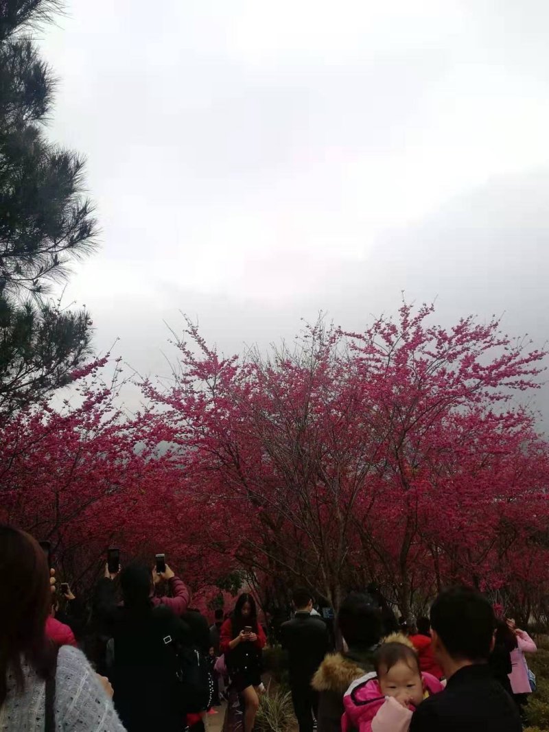 樱花树苗日本樱花嫁接苗地栽大苗植物产地直销批发