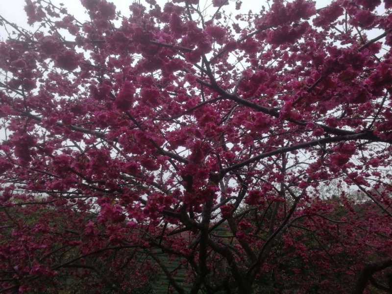 樱花树苗日本樱花嫁接苗地栽大苗植物产地直销批发