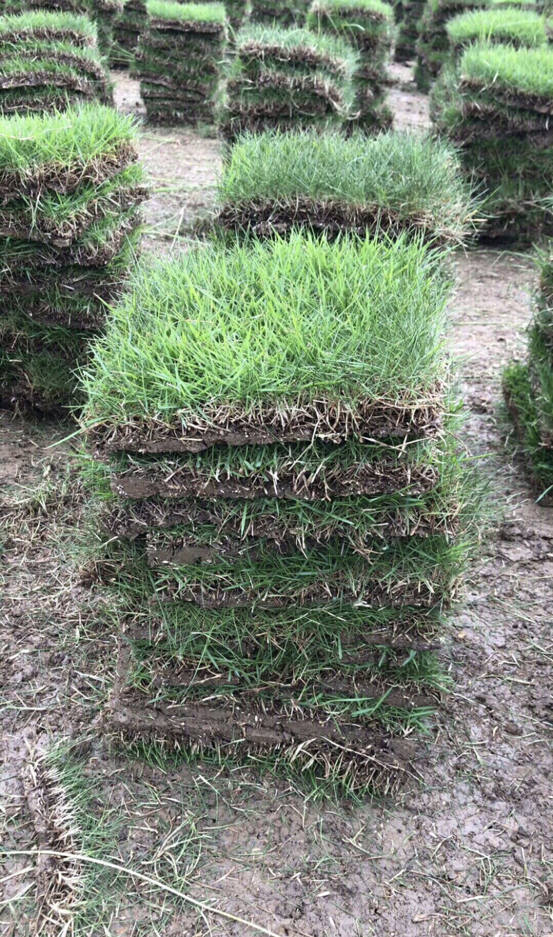 马尼拉草皮