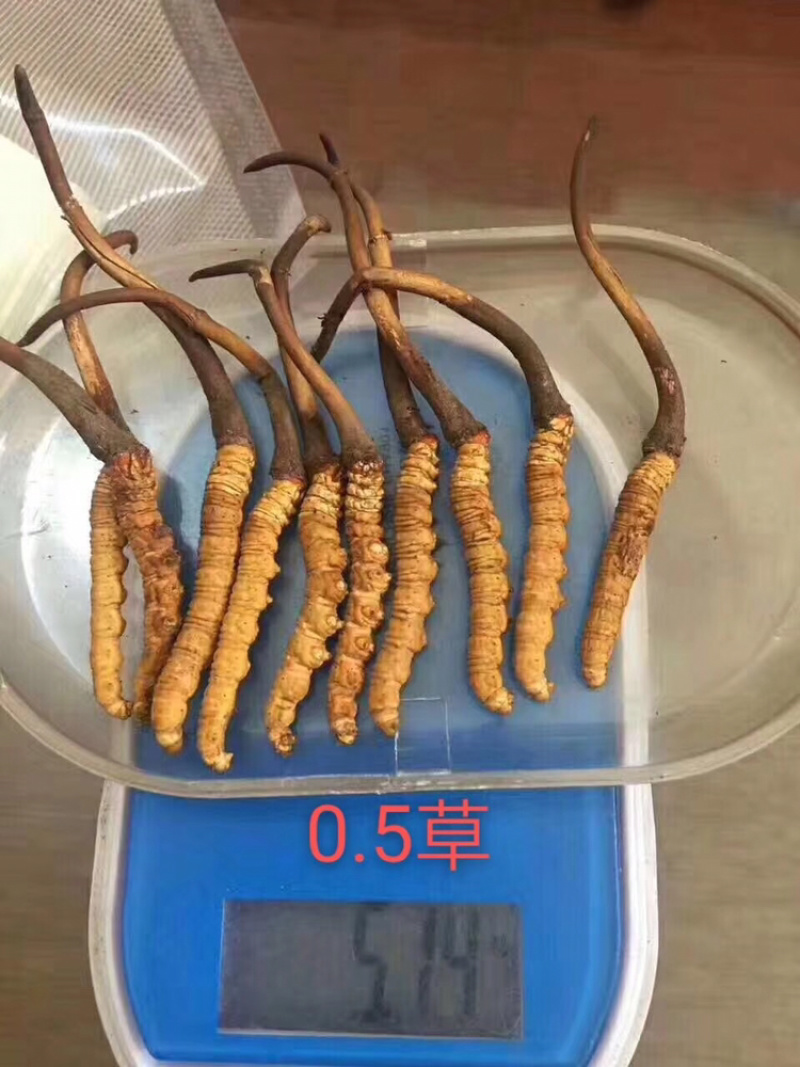 高品质虫草直接源于厂家电话订购更优惠无杂质