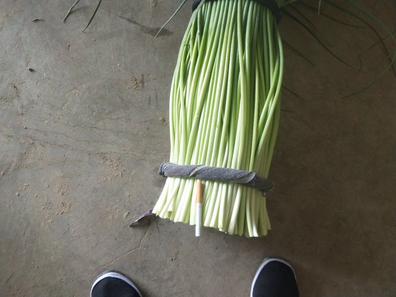 白帽蒜薹刚刚上市