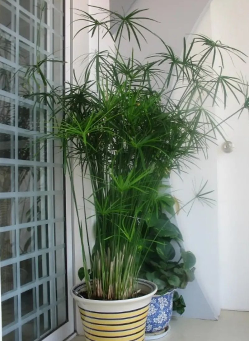 水竹室内水养植物水培鱼池客厅水生盆栽旱伞草风车草水棕竹