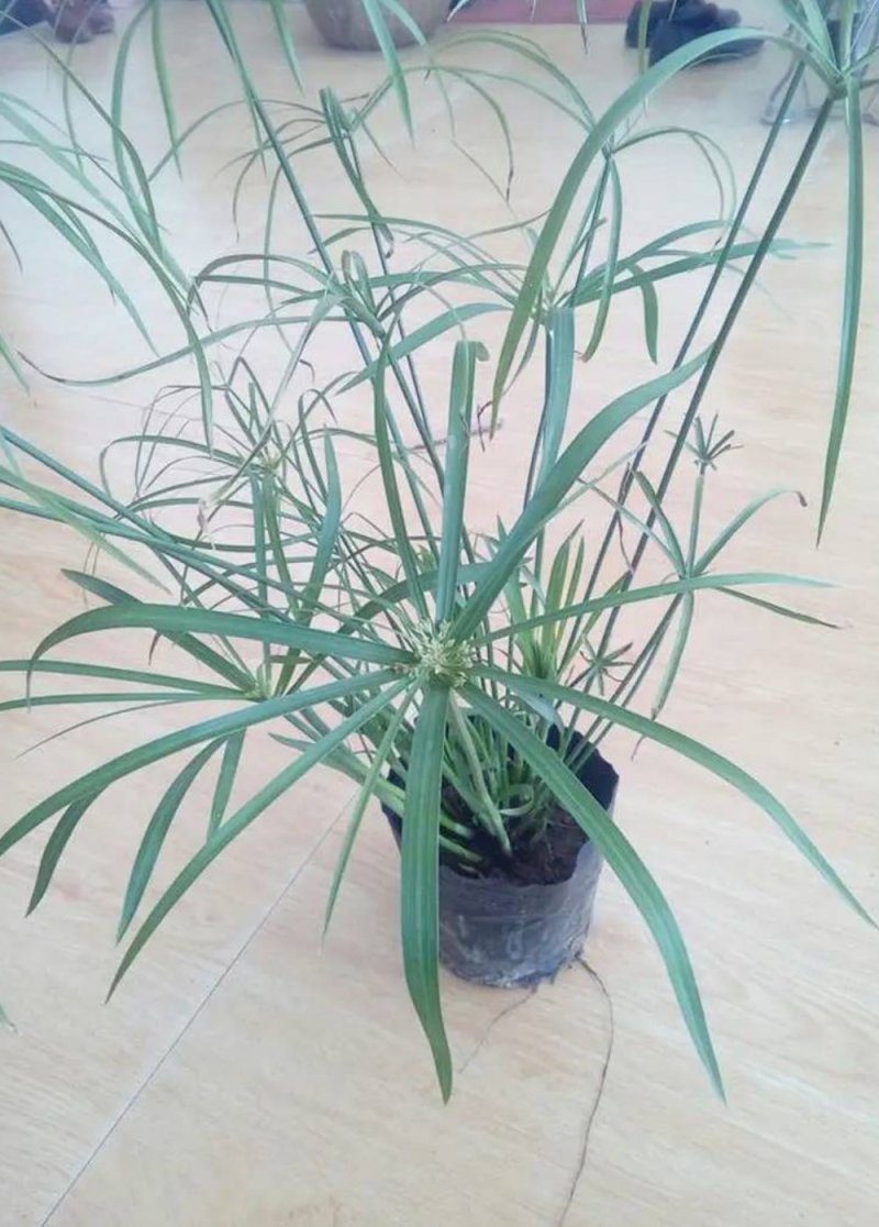 水竹室内水养植物水培鱼池客厅水生盆栽旱伞草风车草水棕竹