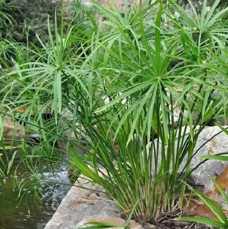 水竹室内水养植物水培鱼池客厅水生盆栽旱伞草风车草水棕竹