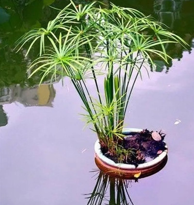 水竹室内水养植物水培鱼池客厅水生盆栽旱伞草风车草水棕竹