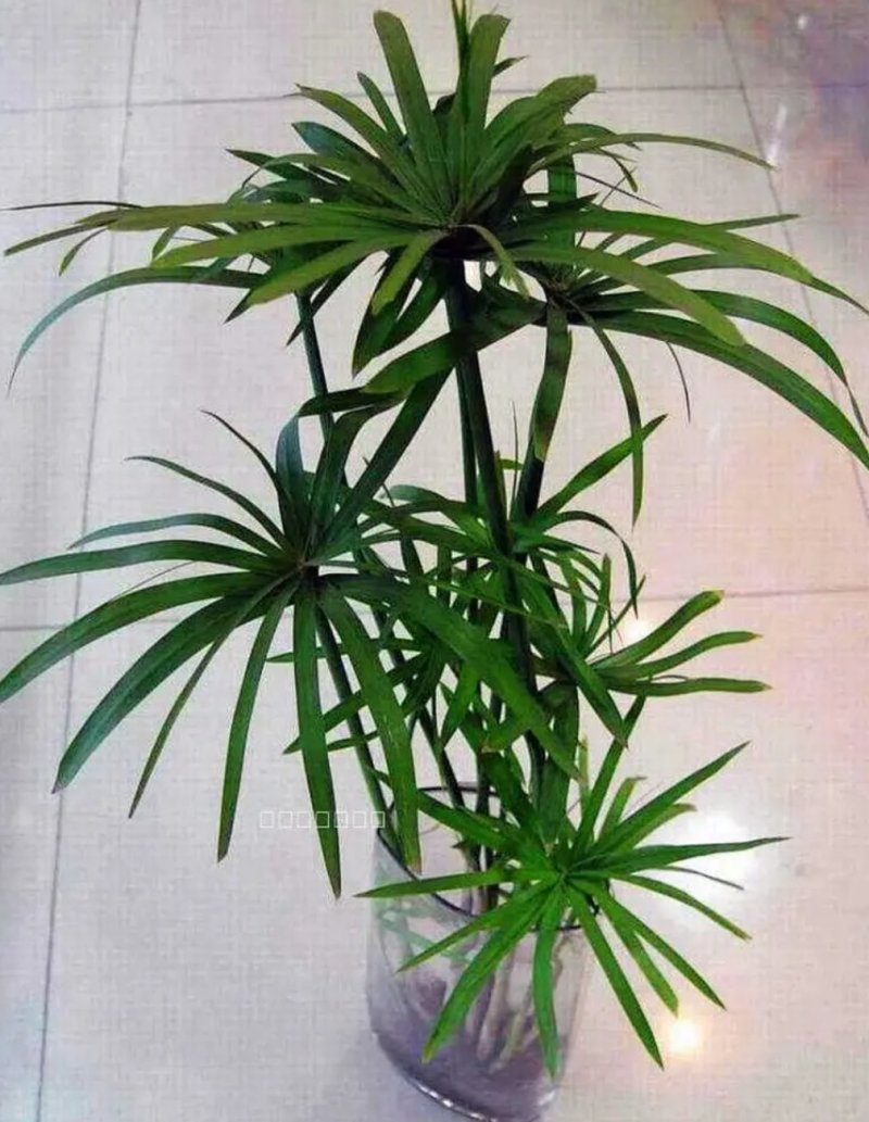 水竹室内水养植物水培鱼池客厅水生盆栽旱伞草风车草水棕竹