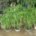 水竹室内水养植物水培鱼池客厅水生盆栽旱伞草风车草水棕竹