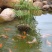 水竹室内水养植物水培鱼池客厅水生盆栽旱伞草风车草水棕竹