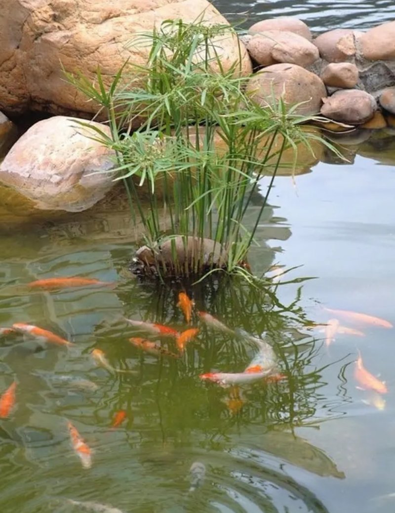 水竹室内水养植物水培鱼池客厅水生盆栽旱伞草风车草水棕竹
