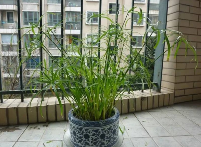 水竹室内水养植物水培鱼池客厅水生盆栽旱伞草风车草水棕竹