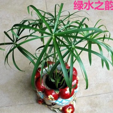 水竹室内水养植物水培鱼池客厅水生盆栽旱伞草风车草水棕竹